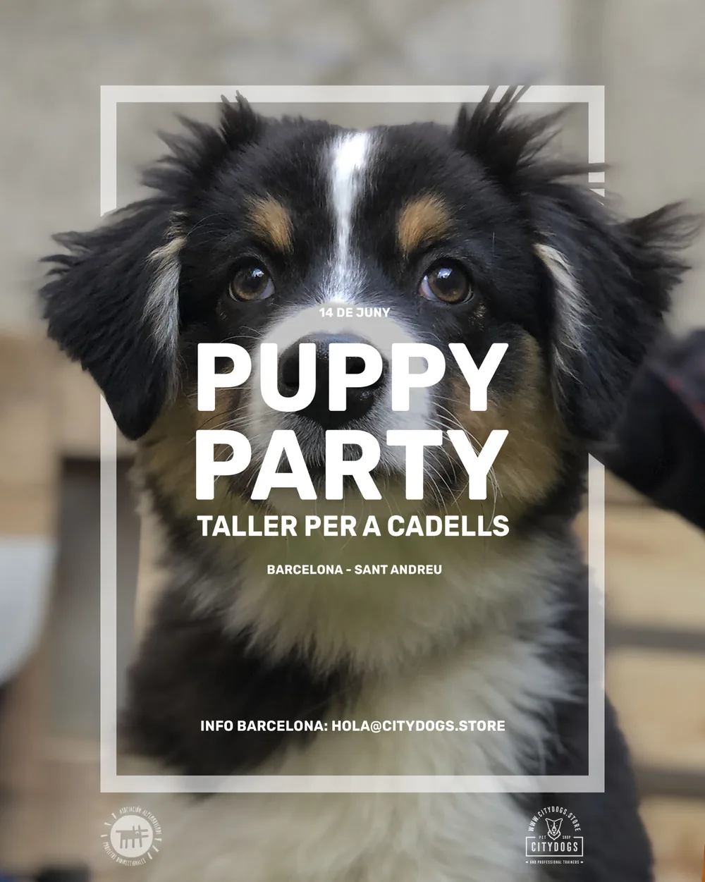 Cartel de una formación anterior de Citydogs